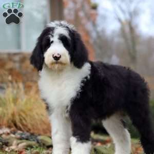 Jackson, Sheepadoodle Puppy